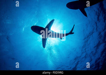 Silhouette d'un requin océanique avec les rayons de lumière qui brillait à travers, Cat Island, Bahamas. Banque D'Images