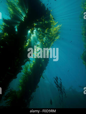 Forêt de laminaires avec banc de poissons, Catalina Island, Californie. Banque D'Images