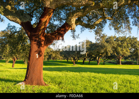 Chêne-liège Quercus suber au Portugal Banque D'Images