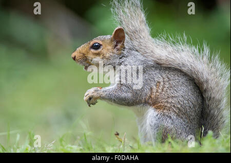 Un écureuil gris (également connu sous le nom de l'Écureuil gris (Sciurus carolinensis). Banque D'Images