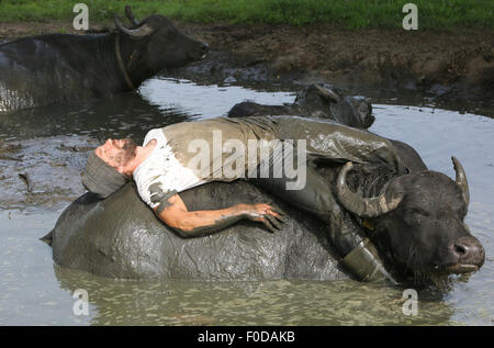 Son en Breugel, Pays-Bas. 12 août, 2015. Buffalo farmer Arjan Swinkels de Son en Breugel aux Pays-Bas se traîne toute habillée dans l'étang de boue avec son buffle. De cette façon, le propriétaire de De Stoerderij s'efforce de bâtir une relation de confiance avec ses 35 vaches de l'eau. Bien que le buffle d'eau eux-mêmes sont tous très sympa et social, ils se comportent souvent un peu agité durant la traite. Quand il est beau temps Swinkels creeps donc régulièrement avec les animaux dans le lac pour une séance de câlins, à la socialisation du bison. Dpa : Crédit photo alliance/Alamy Live News Banque D'Images