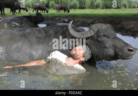 Son en Breugel, Pays-Bas. 12 août, 2015. Buffalo farmer Arjan Swinkels de Son en Breugel aux Pays-Bas se traîne toute habillée dans l'étang de boue avec son buffle. De cette façon, le propriétaire de De Stoerderij s'efforce de bâtir une relation de confiance avec ses 35 vaches de l'eau. Bien que le buffle d'eau eux-mêmes sont tous très sympa et social, ils se comportent souvent un peu agité durant la traite. Quand il est beau temps Swinkels creeps donc régulièrement avec les animaux dans le lac pour une séance de câlins, à la socialisation du bison. Dpa : Crédit photo alliance/Alamy Live News Banque D'Images