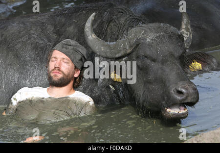 Son en Breugel, Pays-Bas. 12 août, 2015. Buffalo farmer Arjan Swinkels de Son en Breugel aux Pays-Bas se traîne toute habillée dans l'étang de boue avec son buffle. De cette façon, le propriétaire de De Stoerderij s'efforce de bâtir une relation de confiance avec ses 35 vaches de l'eau. Bien que le buffle d'eau eux-mêmes sont tous très sympa et social, ils se comportent souvent un peu agité durant la traite. Quand il est beau temps Swinkels creeps donc régulièrement avec les animaux dans le lac pour une séance de câlins, à la socialisation du bison. Dpa : Crédit photo alliance/Alamy Live News Banque D'Images