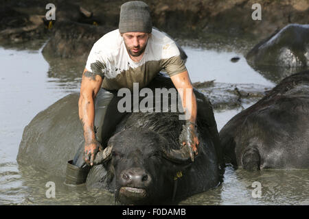 Son en Breugel, Pays-Bas. 12 août, 2015. Buffalo farmer Arjan Swinkels de Son en Breugel aux Pays-Bas se traîne toute habillée dans l'étang de boue avec son buffle. De cette façon, le propriétaire de De Stoerderij s'efforce de bâtir une relation de confiance avec ses 35 vaches de l'eau. Bien que le buffle d'eau eux-mêmes sont tous très sympa et social, ils se comportent souvent un peu agité durant la traite. Quand il est beau temps Swinkels creeps donc régulièrement avec les animaux dans le lac pour une séance de câlins, à la socialisation du bison. Dpa : Crédit photo alliance/Alamy Live News Banque D'Images