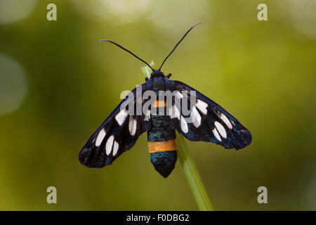 Neuf-spotted moth (Amata phegea) mâle, vue d'en haut, au milieu de la Réserve de biosphère de l'Elbe, Dessau, Saxe-Anhalt, Allemagne Banque D'Images