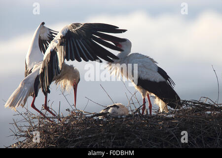 Cigognes blanches (Ciconia ciconia), 2 adultes, l'un vient de rentrer au nid, avec les jeunes dans le nid, Trujillo, Estrémadure, Espagne. Banque D'Images