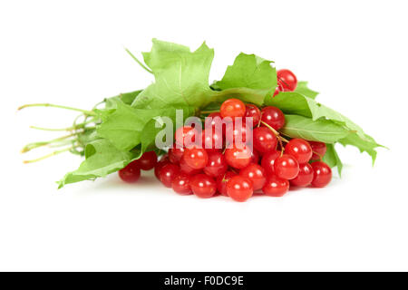 Bouquet de fruits rouges- guelder rose (Viburnum opulus) avec des feuilles vertes isolé sur fond blanc Banque D'Images