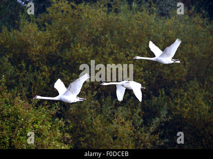 Trois cygnes tuberculés (Cygnus olor), en vol, Xanten, Bas-rhin, Rhénanie du Nord-Westphalie, Allemagne Banque D'Images