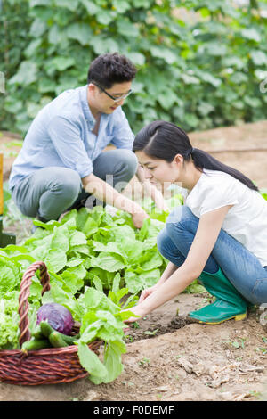 Jeune couple picking vegetables Banque D'Images