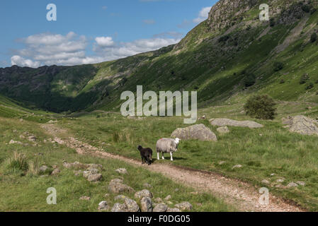 Sentier dans Langstrath Cumbria Banque D'Images