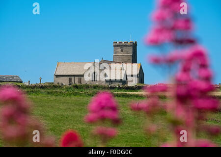 La valériane rose fleurs en face de l'église paroissiale de Sainte Materiana à Tintagel, Cornwall, England, UK Banque D'Images