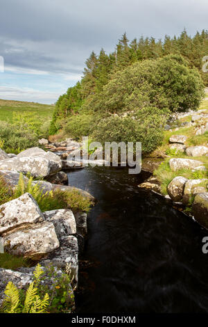 Au nord de la rivière Teign à Scorhill Devon Dartmoor Uk Banque D'Images