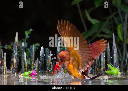 Ruddy Capture Kingfisher Banque D'Images