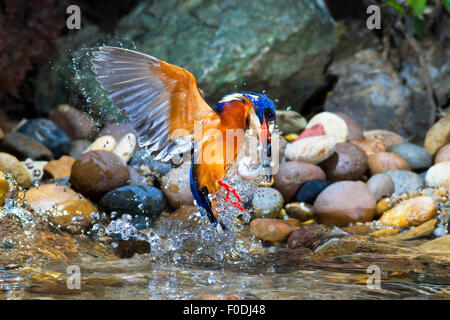 Blue-eared Kingfisher la capture de poissons. Banque D'Images