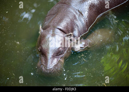 L'hippopotame pygmée et bébé dans le lac Banque D'Images