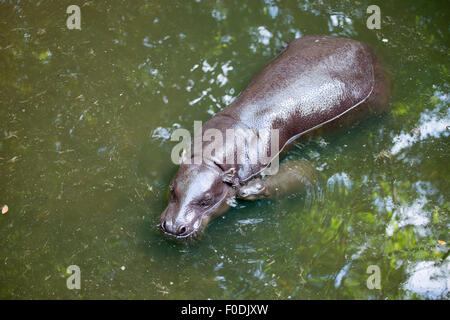 L'hippopotame pygmée et bébé dans le lac Banque D'Images