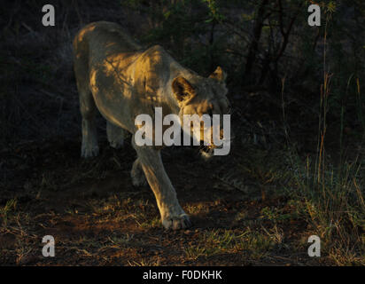 Une lionne au Parc National de Pilanesberg en Afrique du Sud Banque D'Images