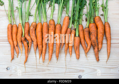 Daucus carota. Carottes biologiques fraîchement creusée Banque D'Images