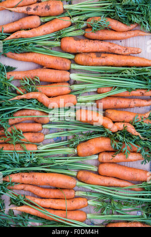 Daucus carota. Carottes biologiques fraîchement creusée Banque D'Images