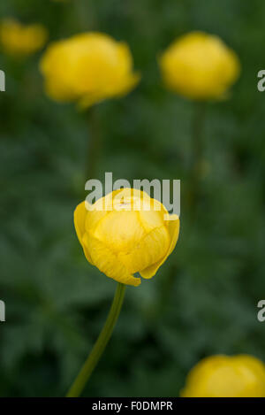 Fleurs alpines, Globe fleur, Trollius Europaeus Banque D'Images