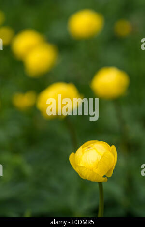 Fleurs alpines, Globe fleur, Trollius Europaeus Banque D'Images