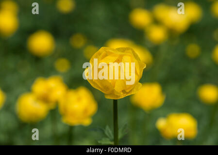 Fleurs alpines, Globe fleur, Trollius Europaeus Banque D'Images