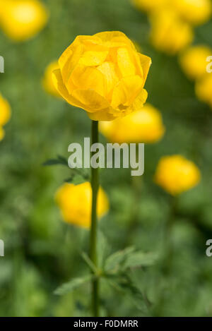 Fleurs alpines, Globe fleur, Trollius Europaeus Banque D'Images