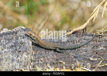 Lézard commun juvénile au soleil Banque D'Images