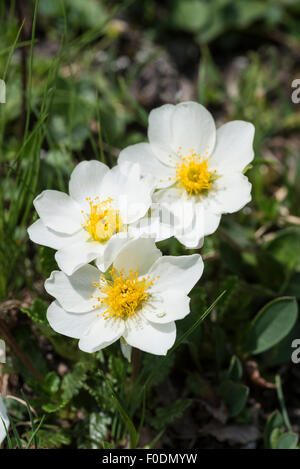 Fleurs alpines, Dryade, Dyas Octopetala Banque D'Images