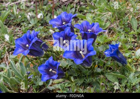 Fleurs alpines, trompette, GentianaAcaulis Gential Banque D'Images