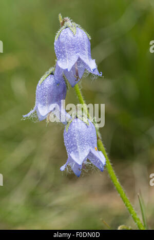 Fleurs alpines, Barbus Bellflower, Campanula Barbata Banque D'Images