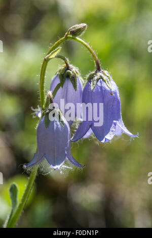 Fleurs alpines, Barbus Bellflower, Campanula Barbata Banque D'Images