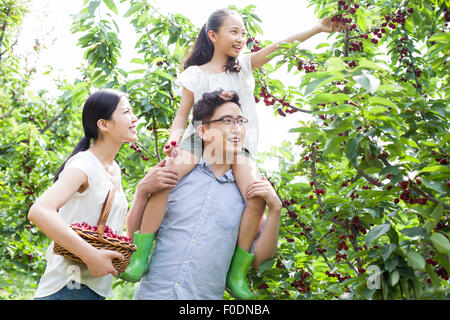 Jeune famille picking cherries in orchard Banque D'Images