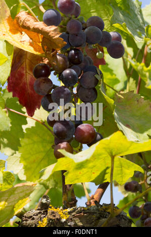 Raisins rouges poussant sur des vignes le long de la Kellergasse de Mittelberg - vin Chemin de cave dans la région de Kamptal en Basse-Autriche Banque D'Images