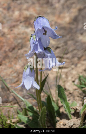 Fleurs alpines, Barbus Bell Flower, Campanula barbata Banque D'Images