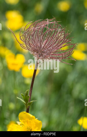 Fleurs des Alpes, de l'anémone Alpine jaune, Pulsatilla vernalis Banque D'Images