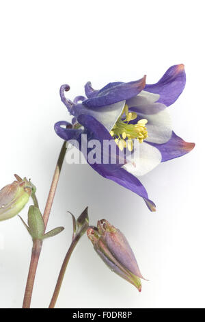 Akelei Aquilegia vulgaris,,,, Giftpflanze Banque D'Images