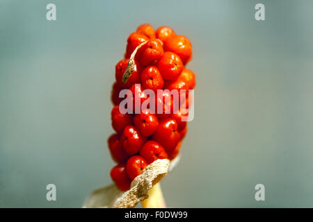 Cuckoo Pint ou Lords and Ladies - Arum maculatum - baies toxiques Banque D'Images