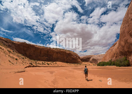 Fourche à sec Narrows de Coyote Gulch Banque D'Images