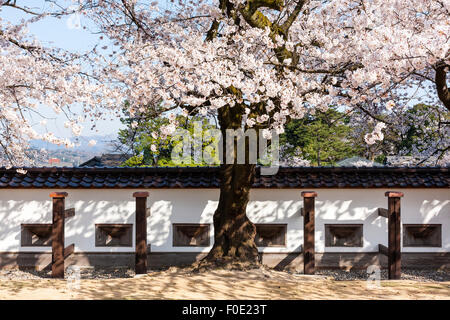 Le Japon, Kanazawa. Château. Reconstruit en bois et plâtre blanc Dobei mur couverte avec fentes de tir sous les arbres en fleurs de cerisiers. Le printemps. Banque D'Images