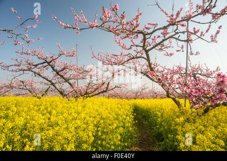 Les pêchers et les fleurs de moutarde au Japon Banque D'Images