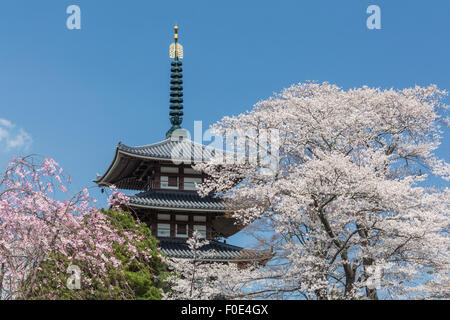 Fleurs de cerisier et de la pagode de cinq étages au Japon Banque D'Images