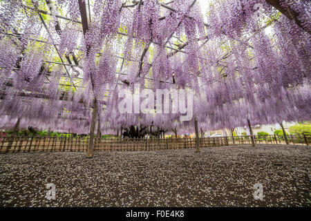 Glycine japonaise à Tamashiki Park à Saitama, Japon Banque D'Images