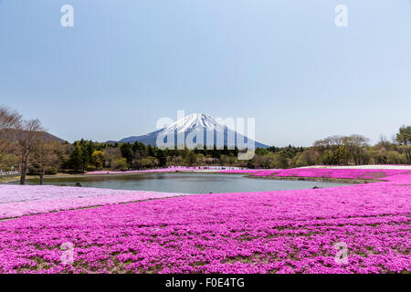 Mt. Fuji et moss phlox au Japon Banque D'Images