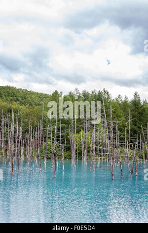 Shirogane Blue Pond à Hokkaido, Japon Banque D'Images