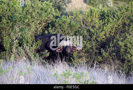 Buffle d'Afrique (Syncerus caffer) rayer elle-même dans les buissons Banque D'Images