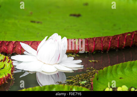 Vue rapprochée de la fleur blanche de la Victoria Amazonica plante dans la forêt amazonienne au Pérou Banque D'Images