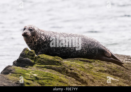 Une politique ou le port, Phoca vitulina, au repos sur un rocher au large de la côte de l'île d'Arran, en Écosse. Banque D'Images