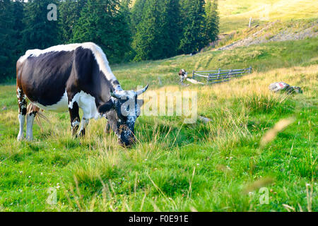 Les vaches broutant dans un pré vert Banque D'Images