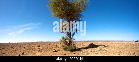 Panorama d'un désert plat de roches et de sable avec un seul arbre et un 4x4 voiture à petit contre un ciel bleu clair. Banque D'Images